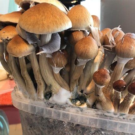 Buy Golden Teacher Mushroom Online