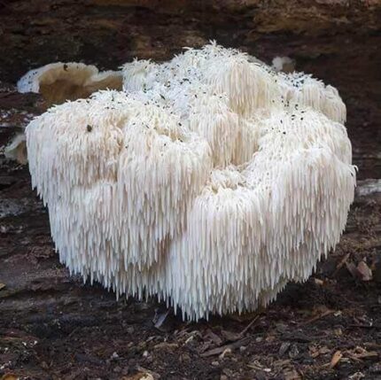 Buy Lion's Mane (Hericium erinaceus) Online