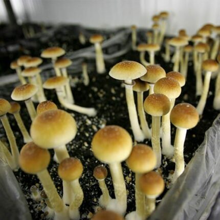 Mexican Cubensis Mushrooms