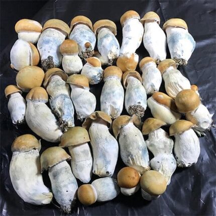 Buy Albino Penis Envy Mushrooms Online